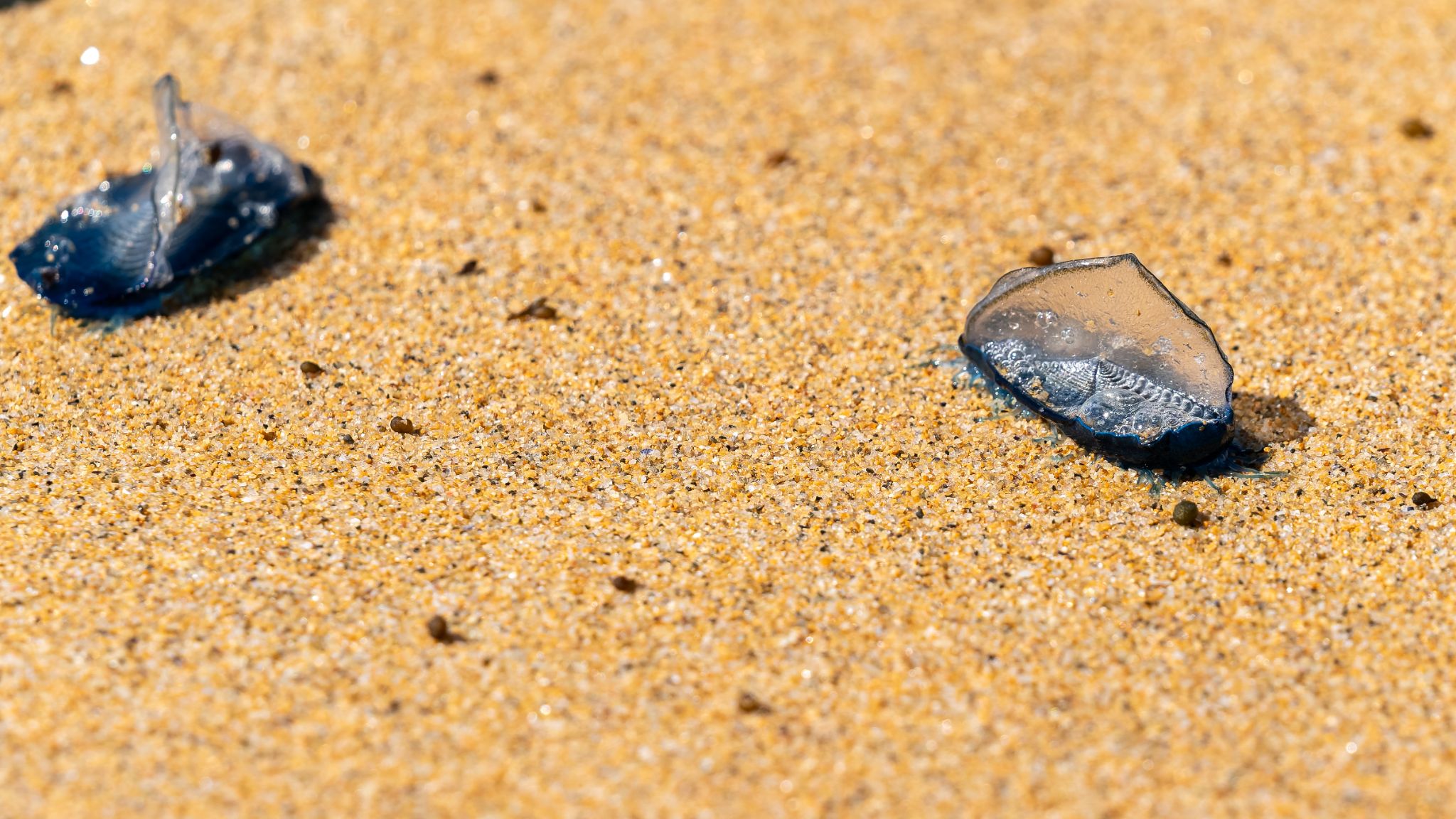 20250921 143402  Portivy   Sentier Côtier,  Segelqualle n